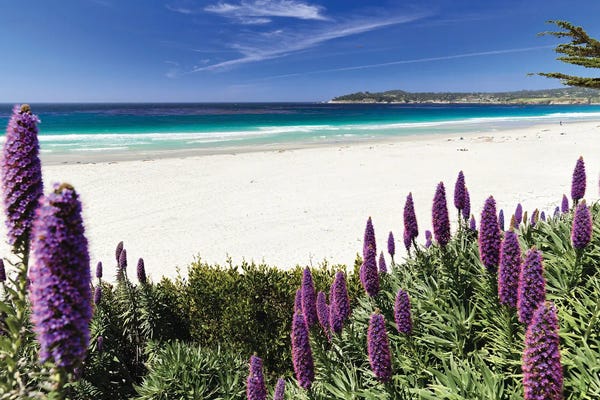 Lupines: Spring Beach Vista Of Carmel Beach, California by George Oze