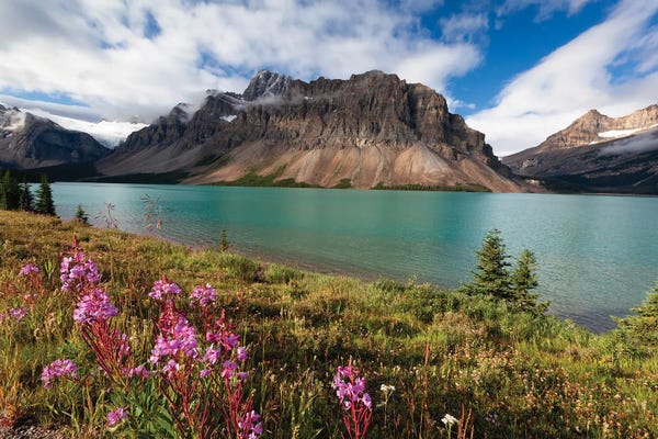 Wildflowers: Bow Lake With The Crowfoot Mountain, Alberta, Canada by George Oze