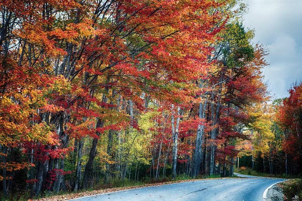 Maine: Fall Scxenic Road in Acadia, Maine by George Oze