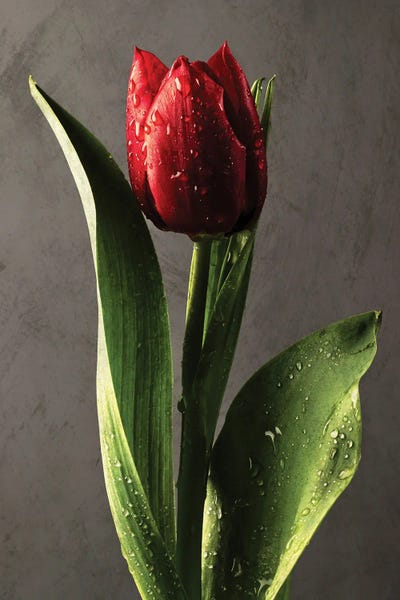 Dew Covered Red Tulip Wrapped In Light by George Oze framed canvas print