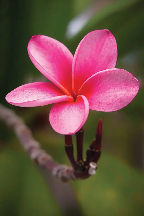 Luminous Pink Plumeria by George Oze wall art