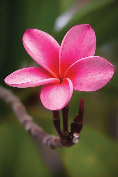 George Oze: Luminous Pink Plumeria by George Oze