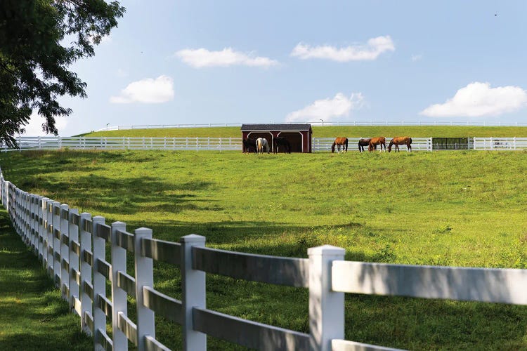 Group Of Horses Grazing On A Fenced Off Field Of A Horse Farm, Bedminster, New Jersey, USA