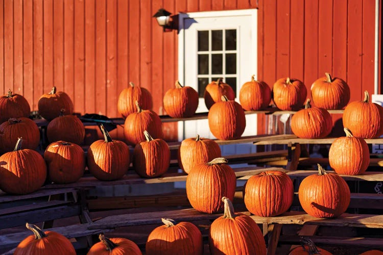 Pumpkins On A Display On A Stand At A Farm, New Jersey, USA