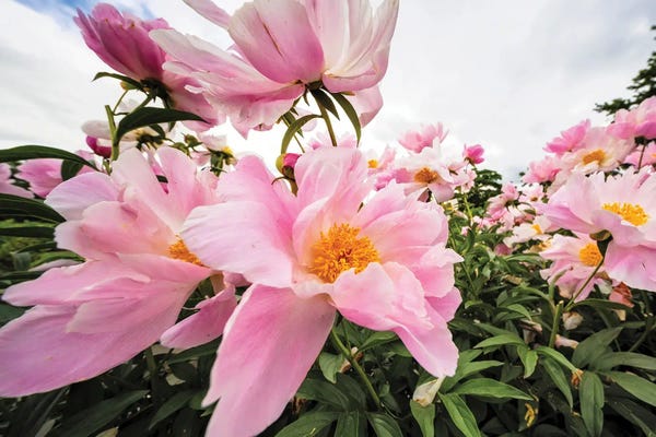 George Oze: Flower Bloom In A Spring Breeze by George Oze
