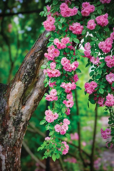 George Oze: Rose Strands Of A Rose Tree by George Oze