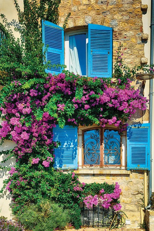 Old House With Blue Shutters And Blooming Flowers, Antibes, French Riviera, France
