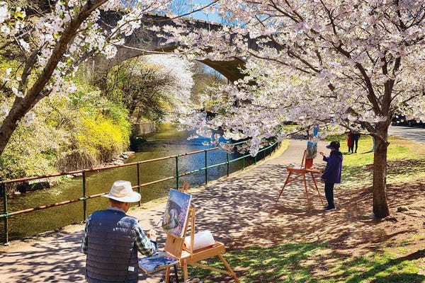 Cherry Blossoms: A Picture Perfect Cherry Blossom Day In Branch Brook Park, New Jersey by George Oze
