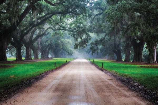 Oak Trees: Avenue Of Live Oaks, South Carolina by George Oze