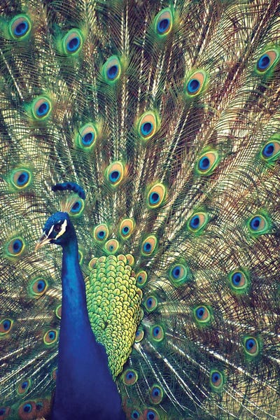 Royally Blue I by Gail Peck framed wall art