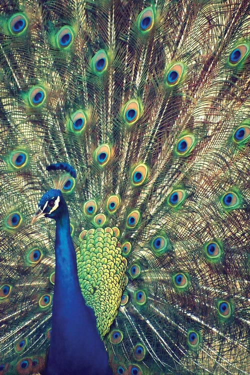 Royally Blue I by Gail Peck wall art
