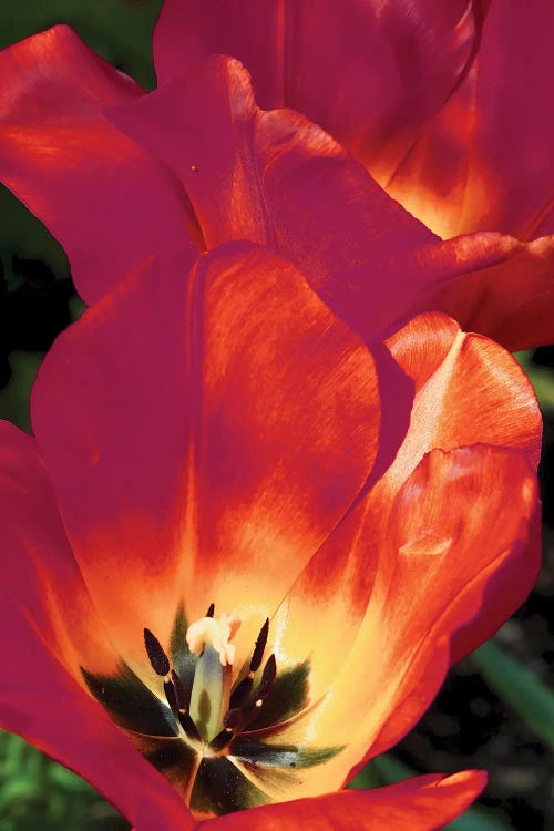 Romantic Tulips I by Gail Peck wall art