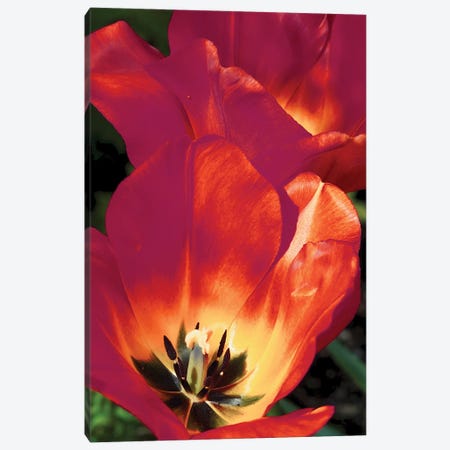 Romantic Tulips I Canvas Print #GPE48} by Gail Peck Canvas Art Print