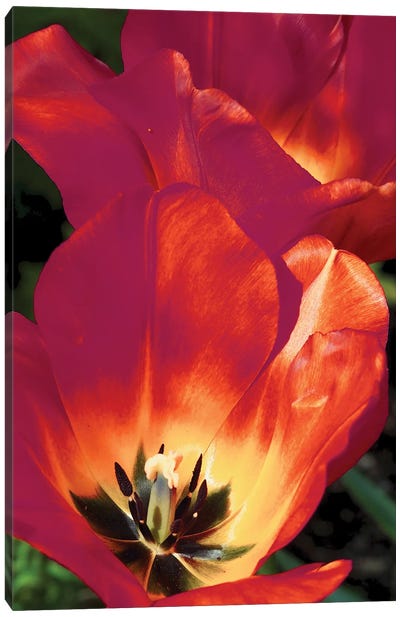Romantic Tulips I Canvas Art Print