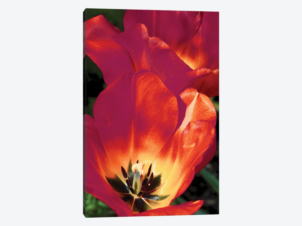 Romantic Tulips I by Gail Peck 1-piece Canvas Print