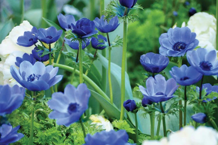 Vibrant Blue Hues