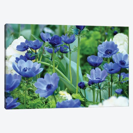 Vibrant Blue Hues Canvas Print #GPE49} by Gail Peck Canvas Print