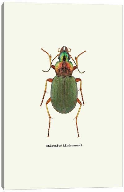 Chlaenius Kindermanni Canvas Art Print - Beetles