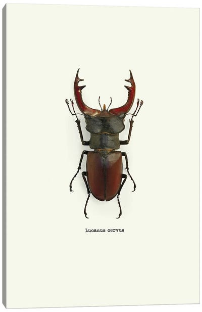Lucanus Cervus Canvas Art Print - Beetles