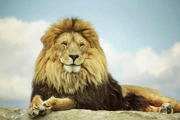 Lions: The King by Carrie Ann Grippo-Pike