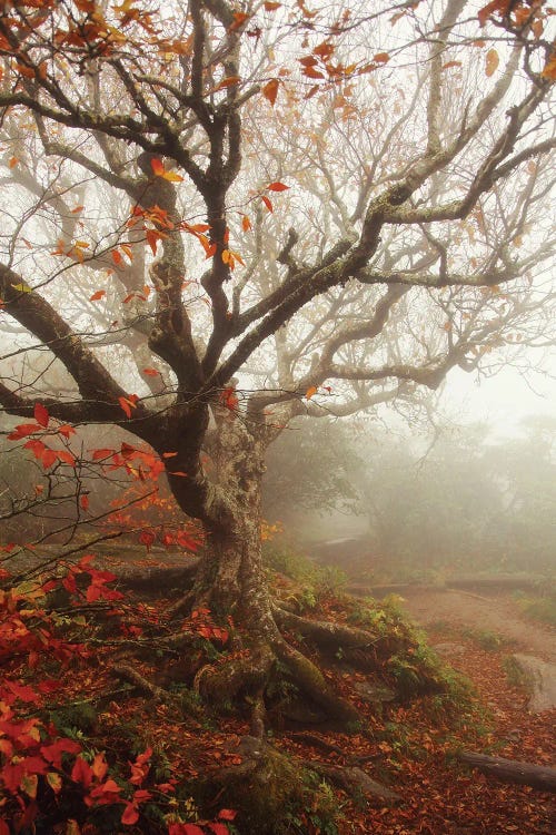 Tree Of Seasons