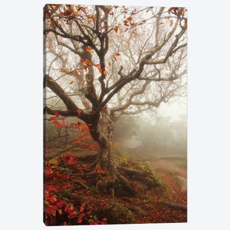 Tree Of Seasons Canvas Print #GPO11} by Carrie Ann Grippo-Pike Canvas Artwork