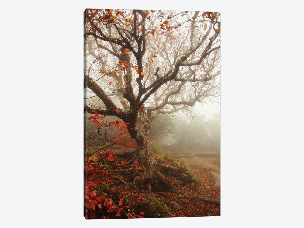Tree Of Seasons by Carrie Ann Grippo-Pike 1-piece Canvas Art Print