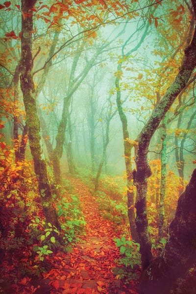 Fairytale Fall Pathway by Carrie Ann Grippo-Pike canvas print