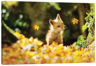 Falling Leaves Fox Canvas Art Print