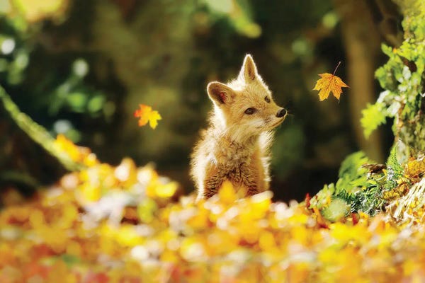 Baby Animals: Falling Leaves Fox by Carrie Ann Grippo-Pike