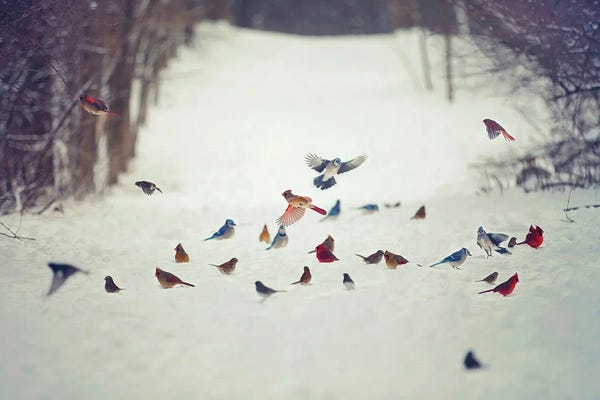 Snow: Feathered Friends Birds in Snow by Carrie Ann Grippo-Pike