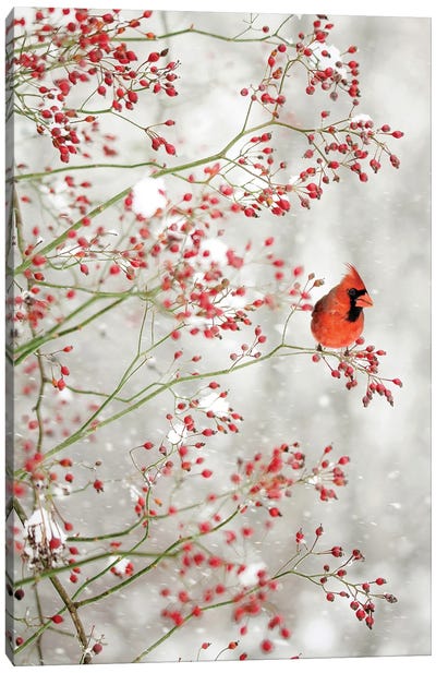 Red Cardinal in the Red Berries Canvas Art Print - Holiday Décor