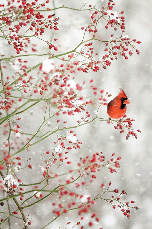 Red Cardinal in the Red Berries