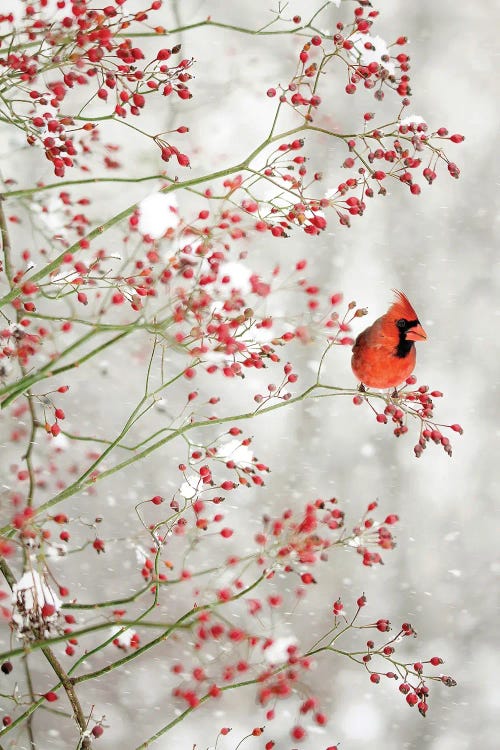 Red Cardinal in the Red Berries by Carrie Ann Grippo-Pike wall art