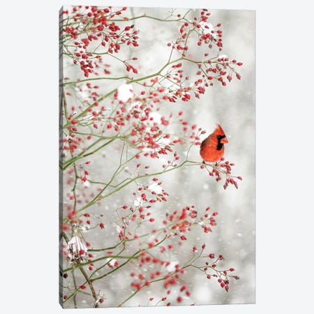 Red Cardinal in the Red Berries Canvas Print #GPO16} by Carrie Ann Grippo-Pike Art Print