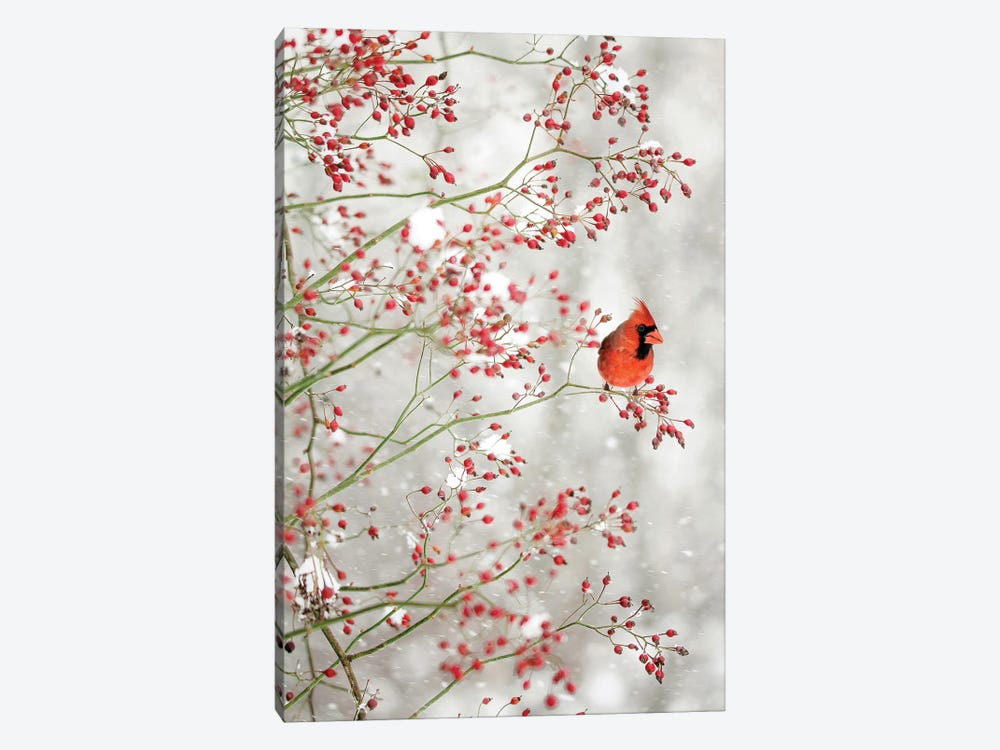 Red Cardinal in the Red Berries by Carrie Ann Grippo-Pike 1-piece Canvas Art