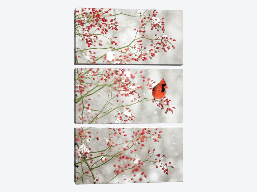 Red Cardinal in the Red Berries by Carrie Ann Grippo-Pike 3-piece Canvas Wall Art