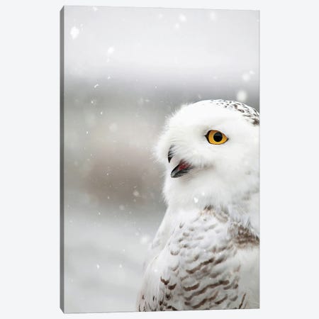 Snowy Owl in the Snow Canvas Print #GPO17} by Carrie Ann Grippo-Pike Canvas Print