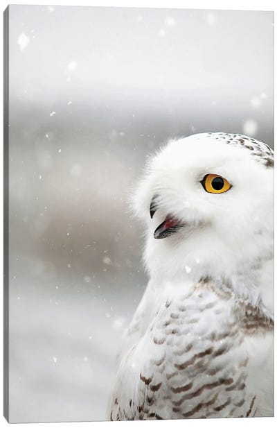 Snowy Owl in the Snow Canvas Art Print
