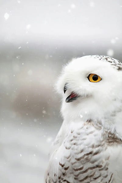 Snow: Snowy Owl in the Snow by Carrie Ann Grippo-Pike