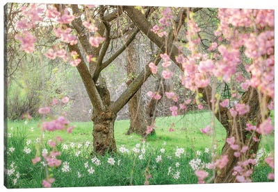 Springtime Fairytale Cherry Tree Canvas Art Print