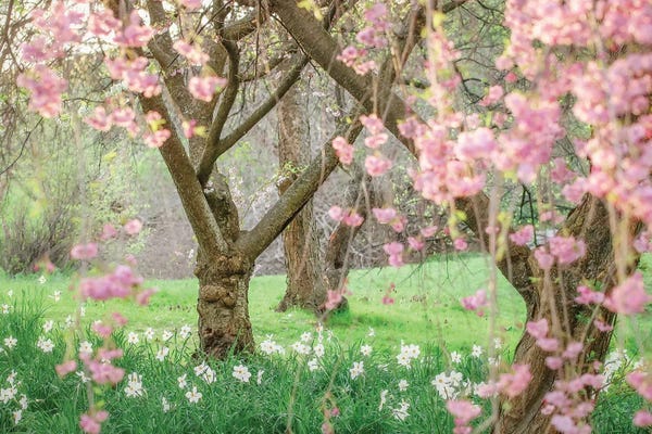 Cherry Blossoms: Springtime Fairytale Cherry Tree by Carrie Ann Grippo-Pike