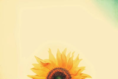Sunflower Sunrise by Carrie Ann Grippo-Pike canvas print