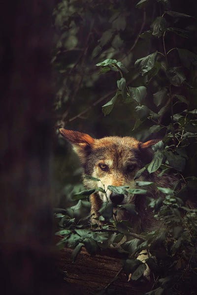 Wolf by Carrie Ann Grippo-Pike framed wall art