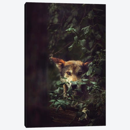 Wolf Canvas Print #GPO21} by Carrie Ann Grippo-Pike Canvas Print