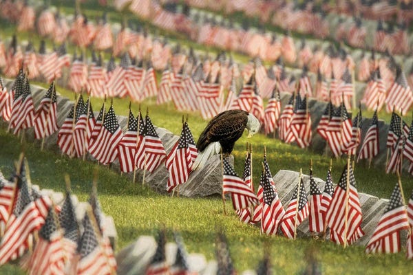 American Flags: The Final Salute - Blad Eagle by Carrie Ann Grippo-Pike