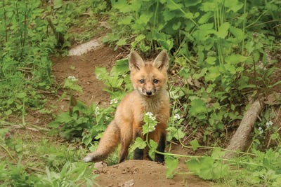 Fox and Flower by Carrie Ann Grippo-Pike framed wall art