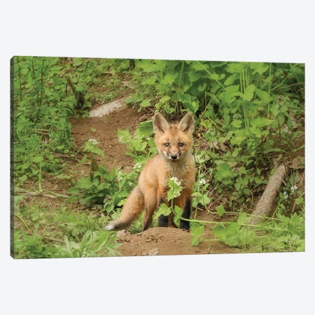 Fox and Flower Canvas Print #GPO24} by Carrie Ann Grippo-Pike Canvas Wall Art