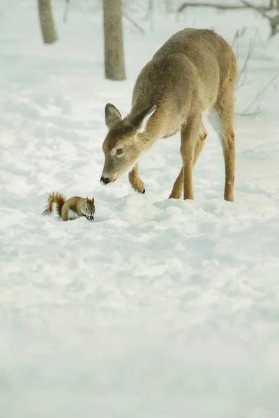 Carrie Ann Grippo-Pike: Winter Squirrel and Deer by Carrie Ann Grippo-Pike