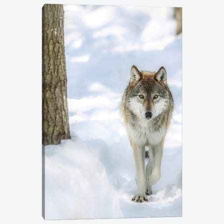Winter Wolf Canvas Print #GPO28} by Carrie Ann Grippo-Pike Canvas Print